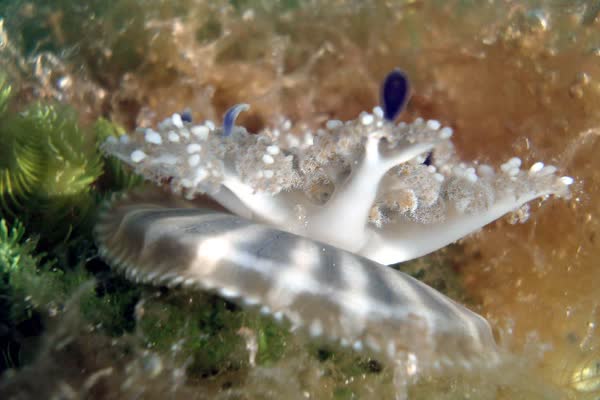 海底で逆さまになっているサカサクラゲの仲間