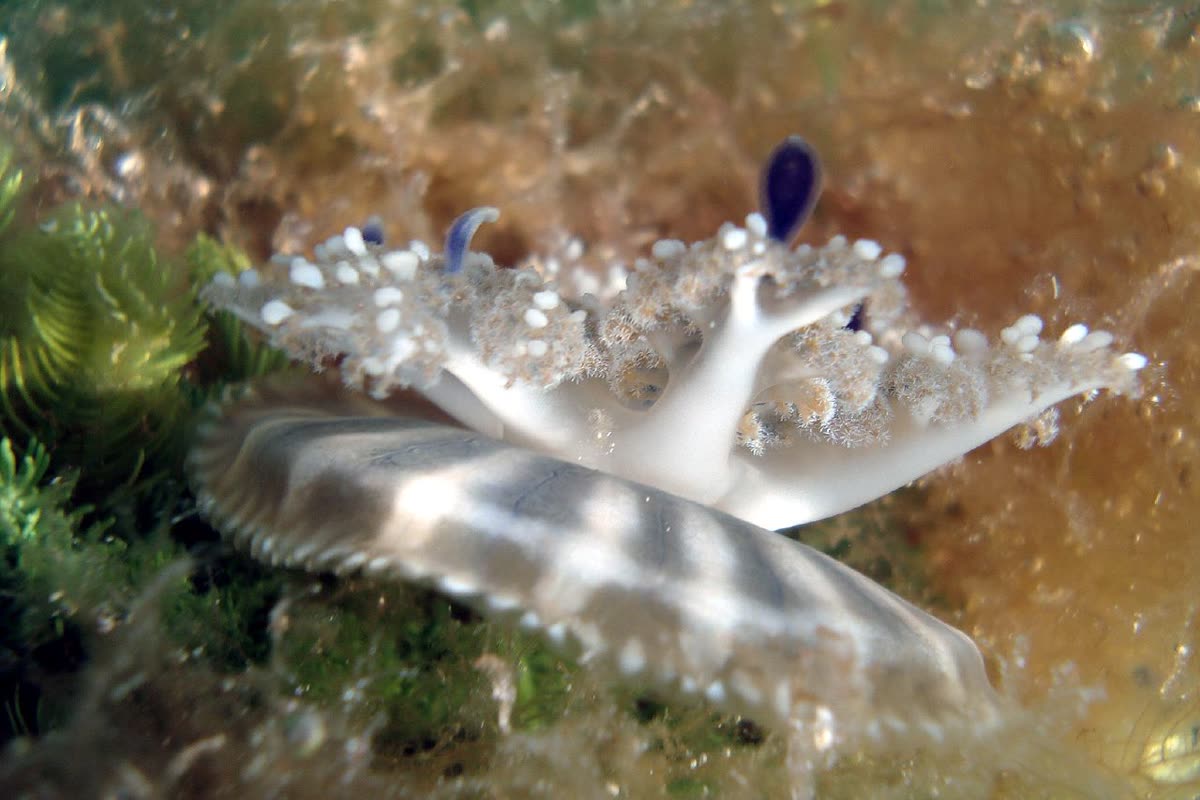 海底で逆さまになっているサカサクラゲの仲間